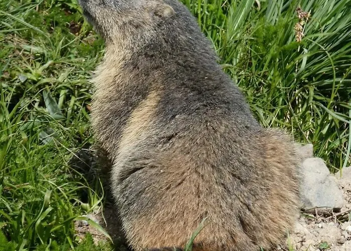 Holiday home Location Marjori - T2 Le Paruline